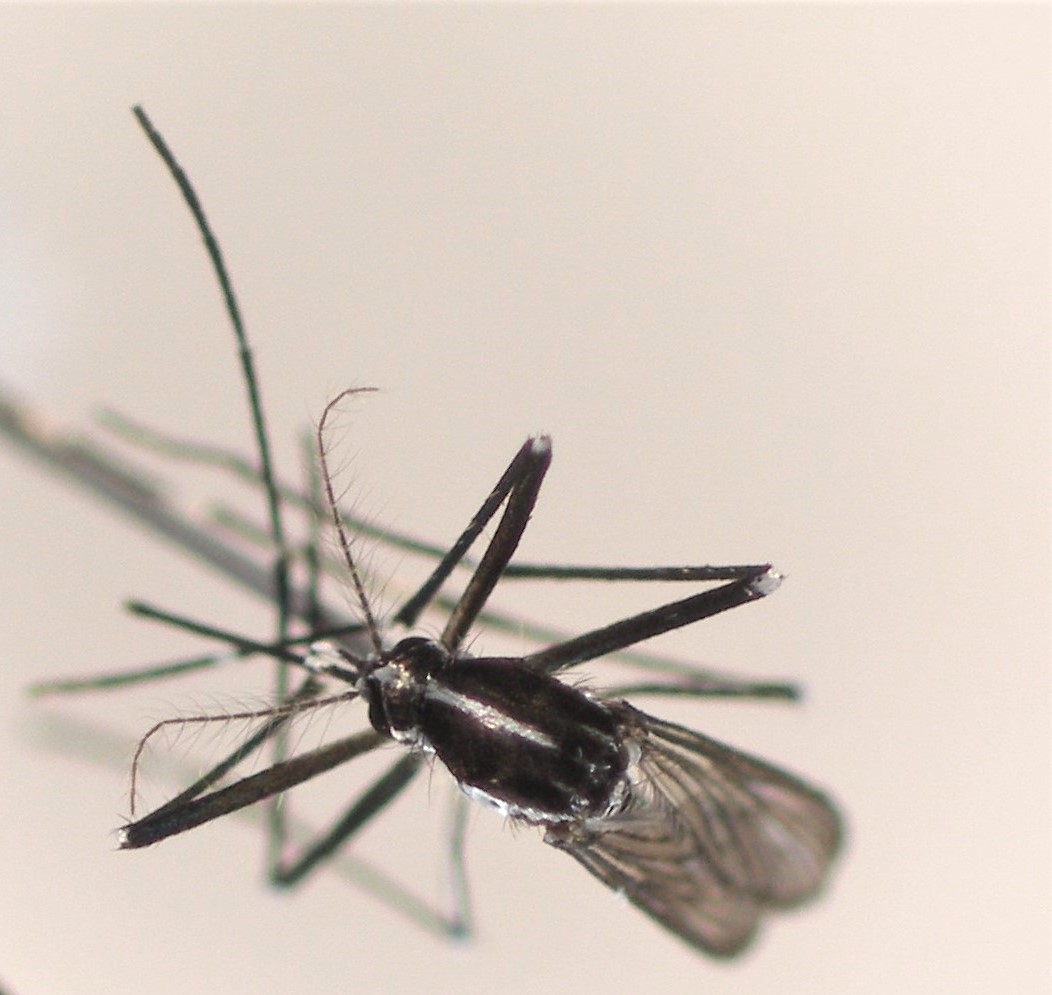 Svjetski dan komaraca, 20. kolovoza NZJZ Andrija Štampar